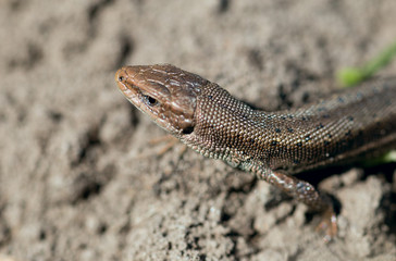 Macro of tiny lizard in the forest temperate zone
