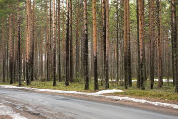 Fototapeta premium Pine forest at the spring
