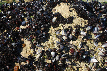 Mejillones