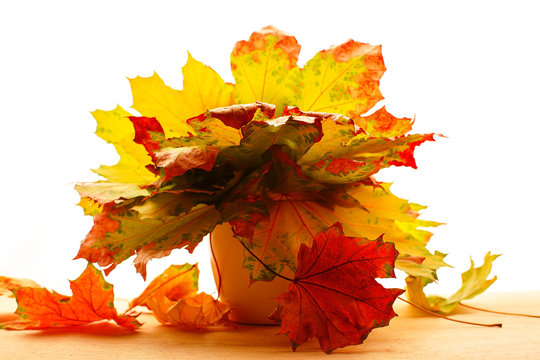 Colorful fall maple leaves isolated on white