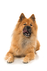 Hund schleckt sich das Maul