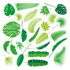 Tropical Leaves Collection on isolate vector. Beautiful Set. Vector illustration. Eps 10.