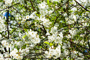 Apple blossom on blue sky background