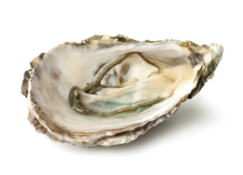 Fresh opened oyster isolated on white background