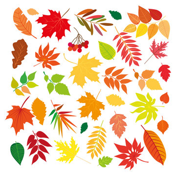 Big set of differrent beautiful colorful autumn leaves. Isolated design elements on white background. Vector illustration.