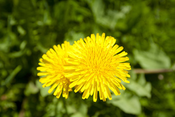 Flowering yellow dandelions