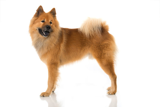 Eurasier
