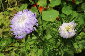Callistephus (Callistephus) - flowering plants Asteraceae