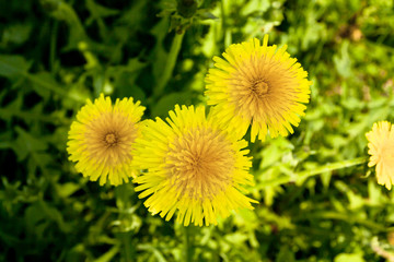 Flowering yellow dandelions