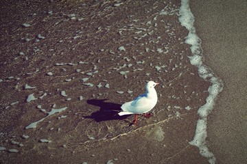 Seagull walking along on the beach of baltic sea.