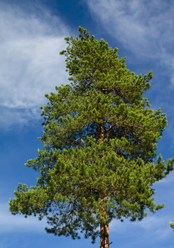 Pine on a background of sky