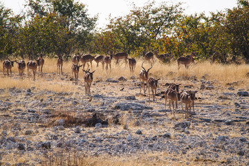 Fototapeta na wymiar Namibia - Schwarzgesicht Impala im Etoscha Nationalpark 
