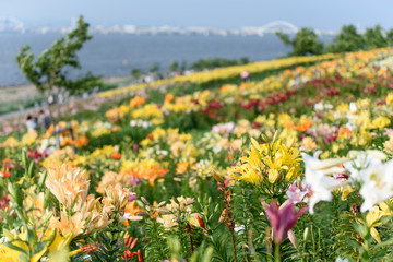 Obraz premium ゆり園