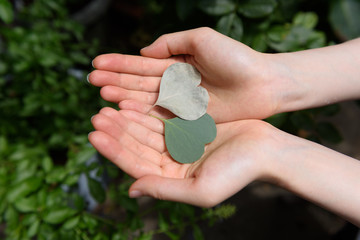hand with hart eucalyptus polyanthemos leaves