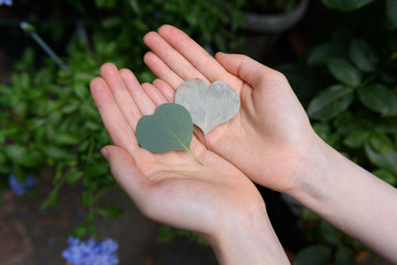 hand with hart leaves