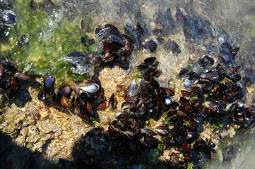 Cultivo de mejillones