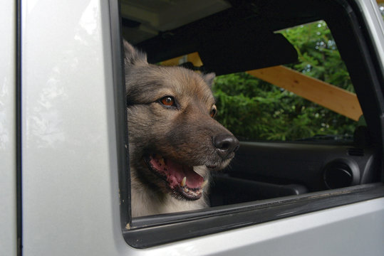 Hund im Auto im Sommer Hitze