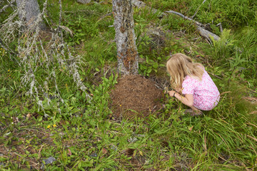 Child blond girl exploring anthill in the woods.