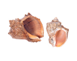 Decorative sea shell separated on white background