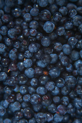 blueberries on a white background summer