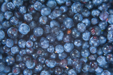 blueberries on a white background summer