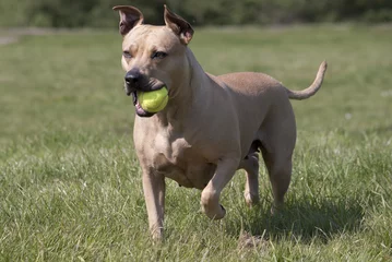 Fototapeten Spelende gezonde blije hond, Amerikaanse Staffordshire terrier, speelt met bal in het park   © monicaclick