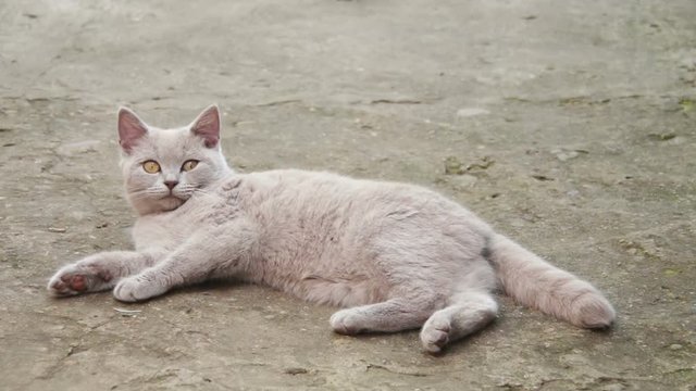 Cute Fluffy White Cat Lying in the Yard
