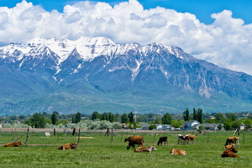 Ranch in Utah with cows and mountains