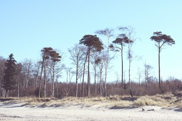 Fototapeta na wymiar Beach of Darss peninsula (Mecklenburg-Vorpommern)