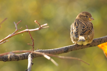 beautiful bird  sitting on branch