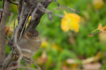 beautiful bird  sitting on branch
