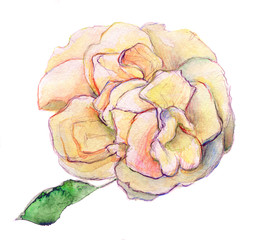 Obraz premium white shade of pink and yellow rose flower - watercolor isolated on background