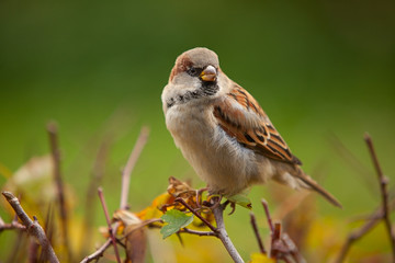 beautiful bird  sitting on branch