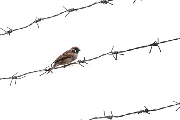 Little sparrow bird on barbed wire, selective focus, isolated on white background
