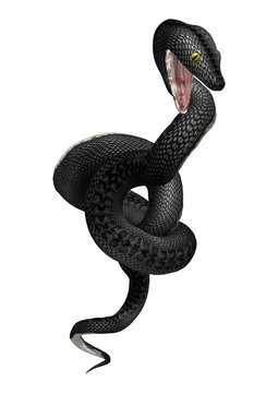 3D Rendering Southern Black Racer on White