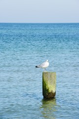 Seagull sitting on groyne at beach of baltic sea.