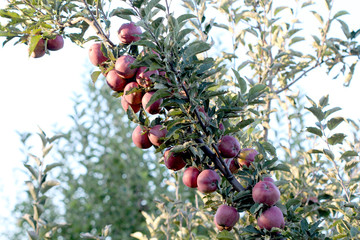 Apples in an Orchard, morning shot