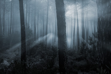 Magical misty forest