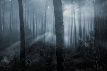 Fotobehang Magical misty forest © Zacarias da Mata