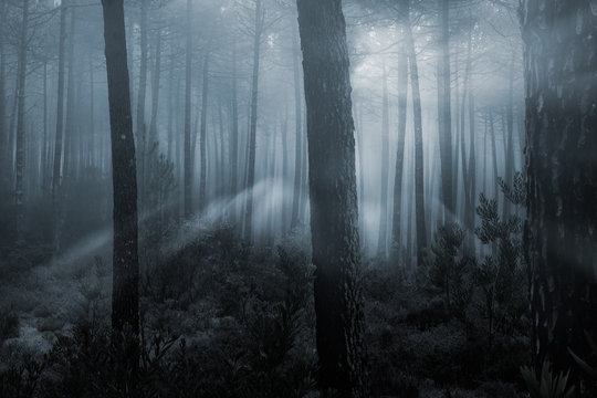 Fototapeta Magical misty forest