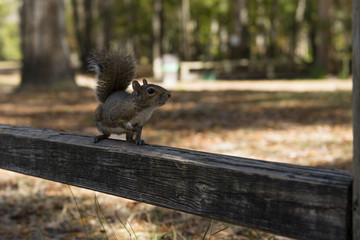 squirrel autumn day in the US National Parks