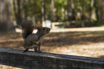 squirrel autumn day in the US National Parks