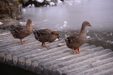 Gero Spa Shirakawa-go Spot Japan