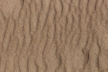 Fototapeta na wymiar Background of the herd of sea sand