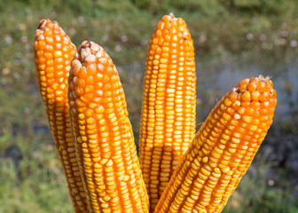 Ripe Corns