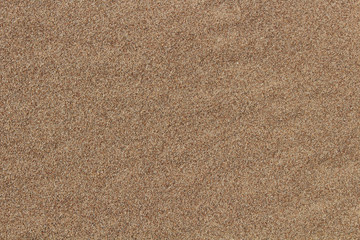 Fototapeta na wymiar Background of the herd of sea sand