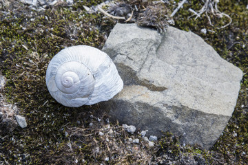 White snail shell in stone.
