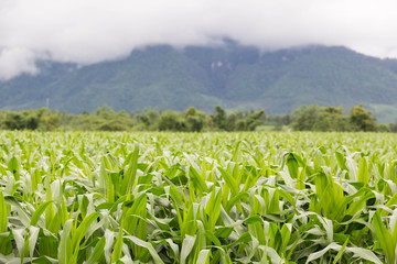green corn leaves backgroung is coudy and mountain