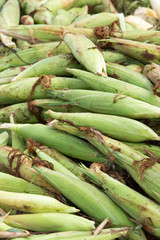 green corn harvested from the farm, Phop Phra, Tak, Thailand