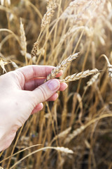 Fototapeta na wymiar Female farmer in wheat field, hand touching cereal crops